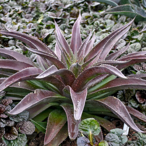 Mangave ‘Red Wing’