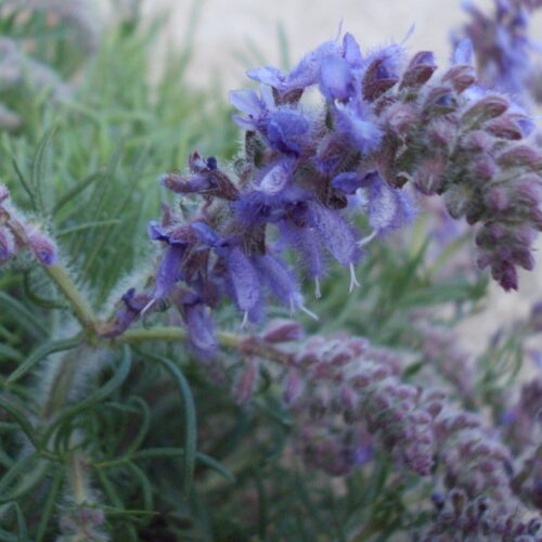Salvia jurisicii