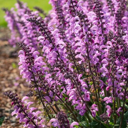 Salvia pratensis ‘Rose Rhapsody’