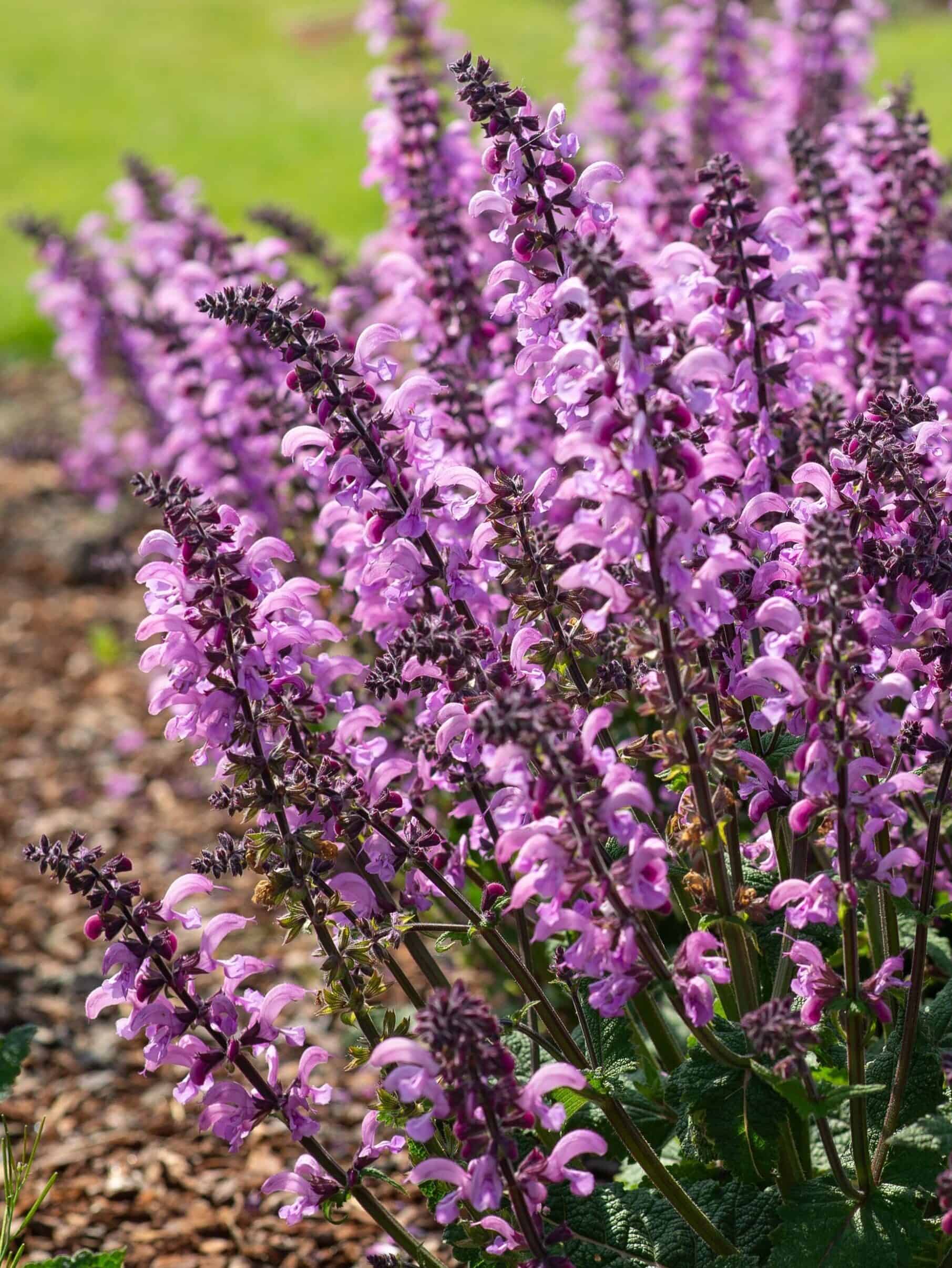 Salvia pratensis ‘Rose Rhapsody’