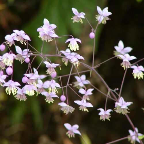 Alternative view of Thalictrum delavayi