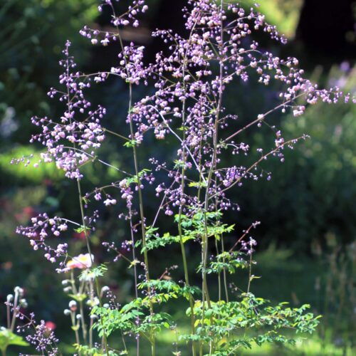 Thalictrum delavayi