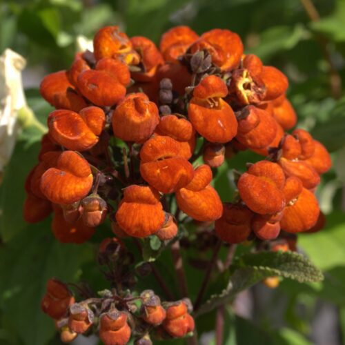 Calceolaria integrifolia ‘Kentish Hero’