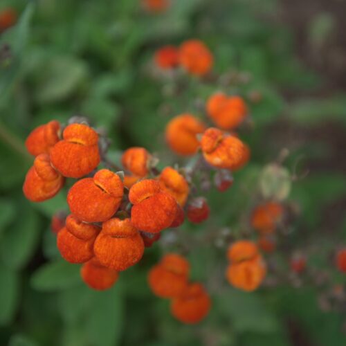 Alternative view of Calceolaria integrifolia ‘Kentish Hero’
