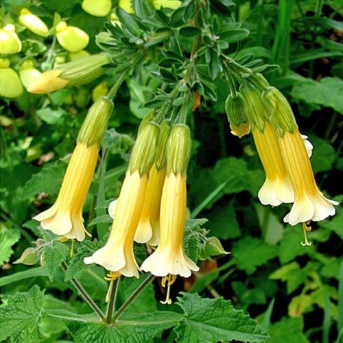 Cantua buxifolia ‘Golden Inca’