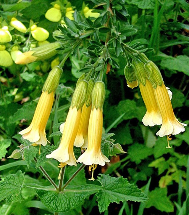Cantua buxifolia ‘Golden Inca’