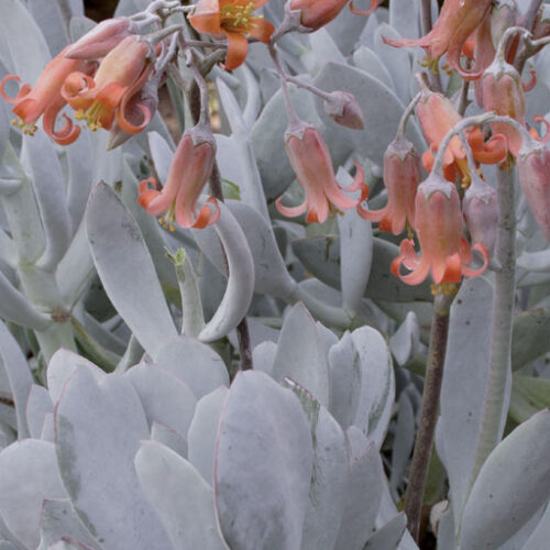 Cotyledon orbiculata ‘Silver Shadow’