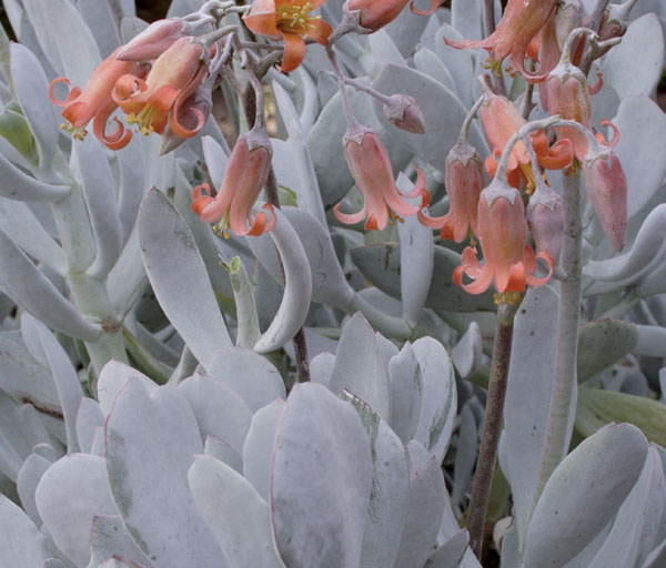 Cotyledon orbiculata ‘Silver Shadow’