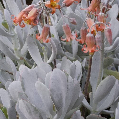 Alternative view of Cotyledon orbiculata ‘Silver Shadow’