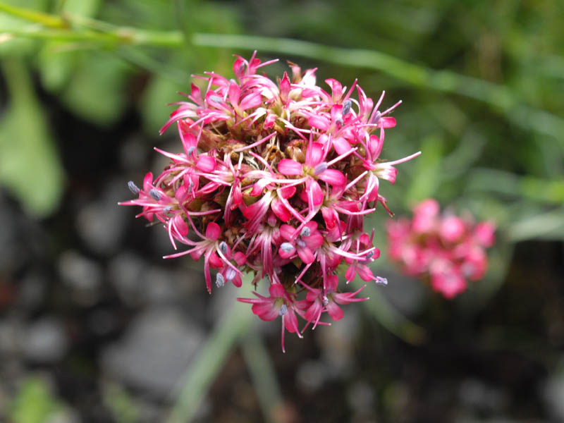 Dianthus pinifolius