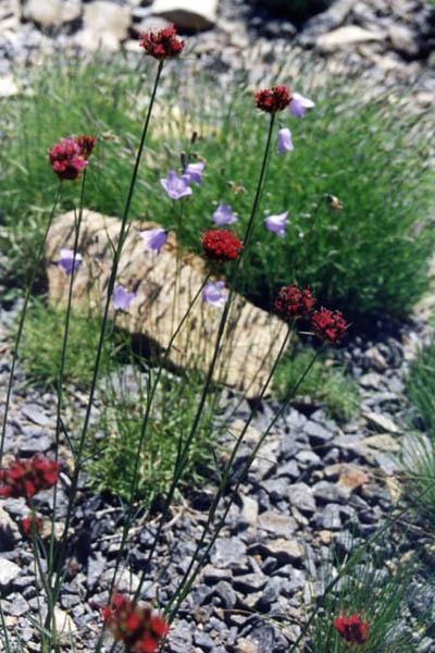 Dianthus pinifolius - Image 2