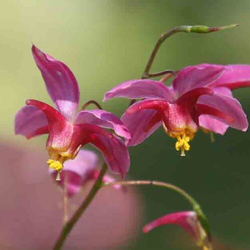 Epimedium x versicolor 'Cherry Tart'