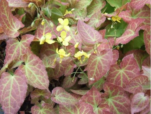 Epimedium × perralchicum ‘Frohnleiten’