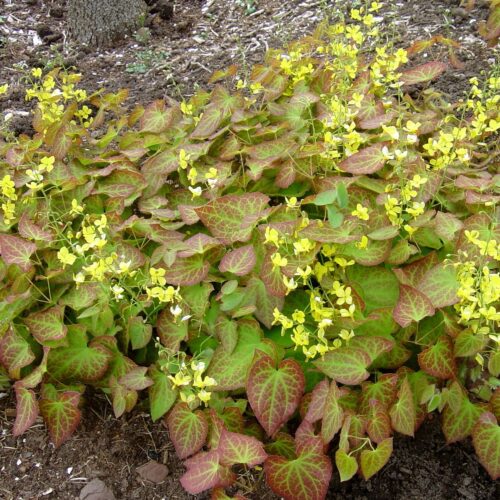 Alternative view of Epimedium × perralchicum ‘Frohnleiten’