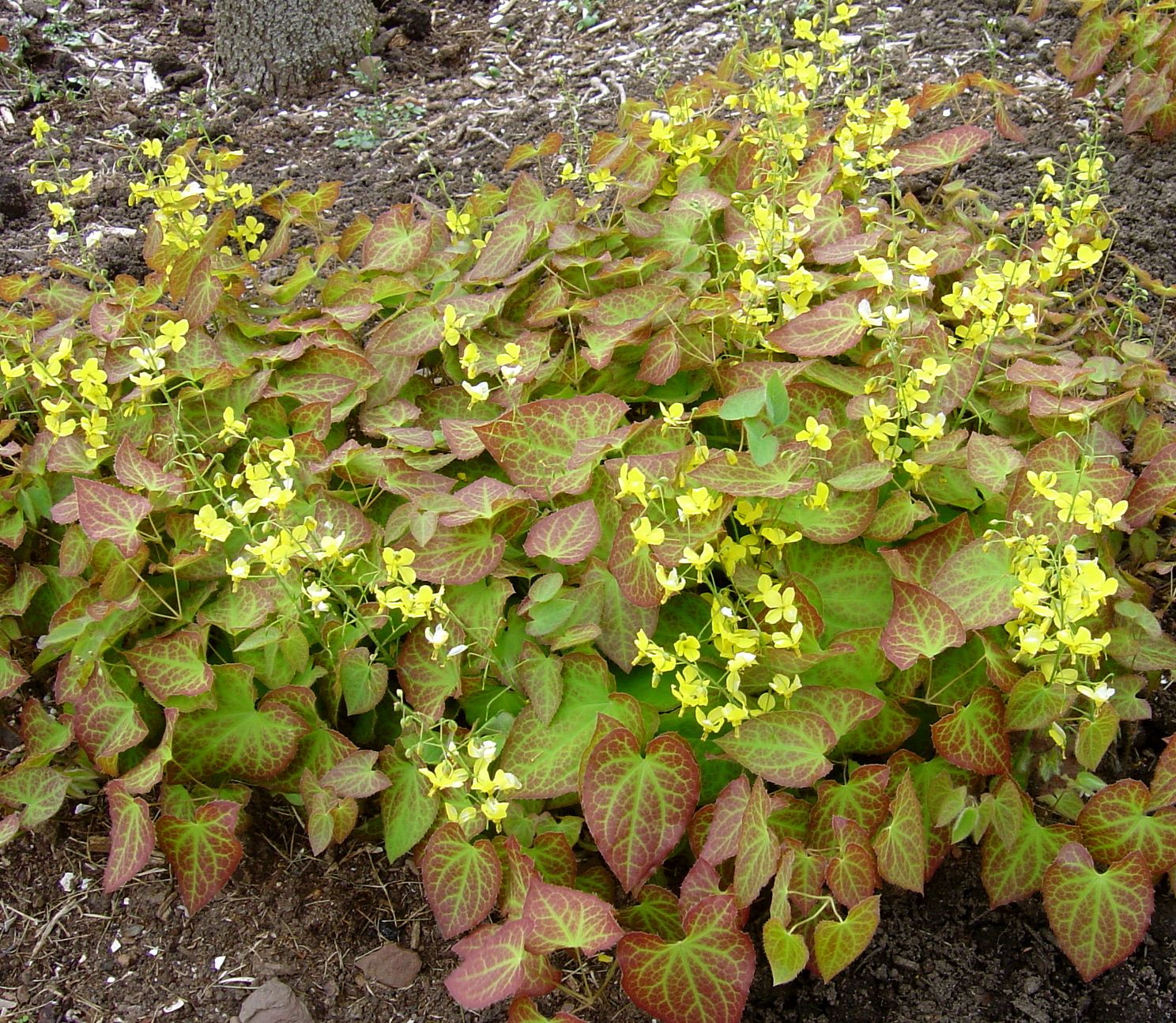 Epimedium × perralchicum ‘Frohnleiten’ - Image 2