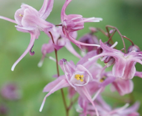Epimedium grandiflorum ‘Lilifee’