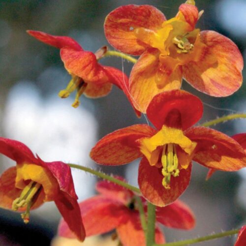 Alternative view of Epimedium x warleyense