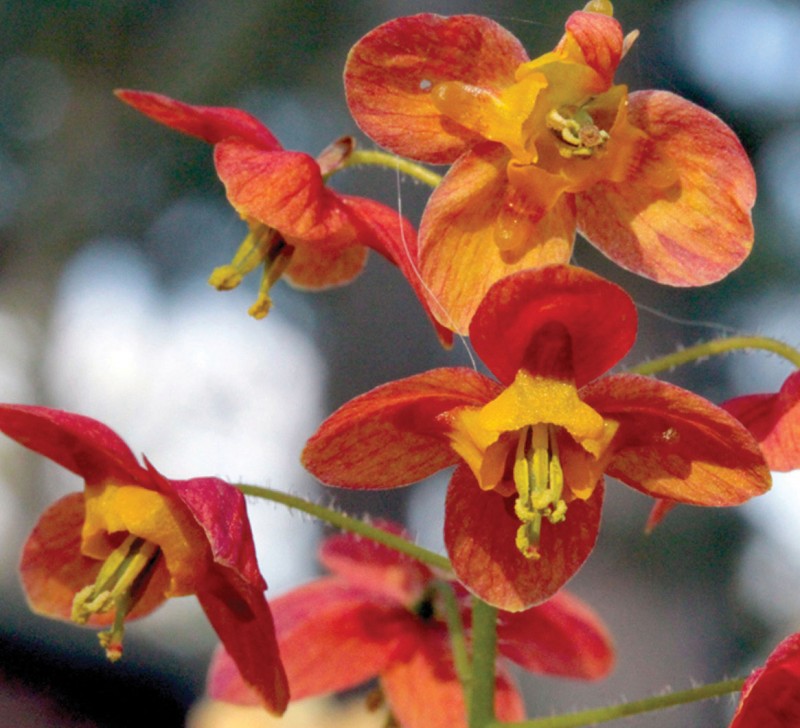 Epimedium x warleyense - Image 2