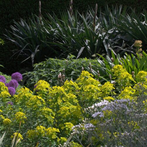 Alternative view of Euphorbia cornigera