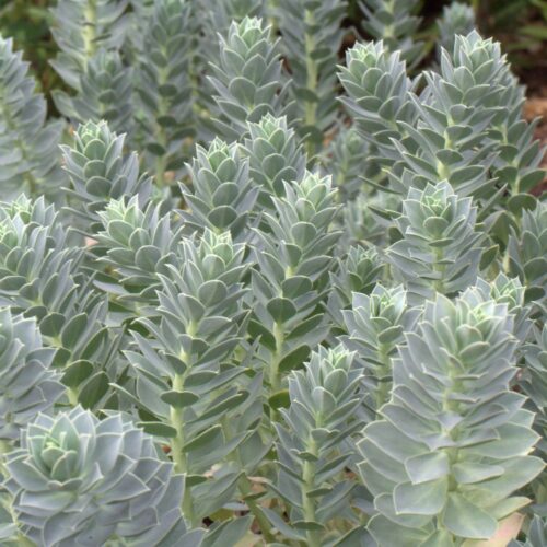 Alternative view of Euphorbia myrsinites