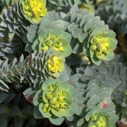 Euphorbia myrsinites
