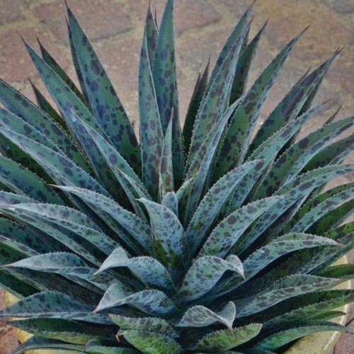 Mangave ‘Pineapple Express’