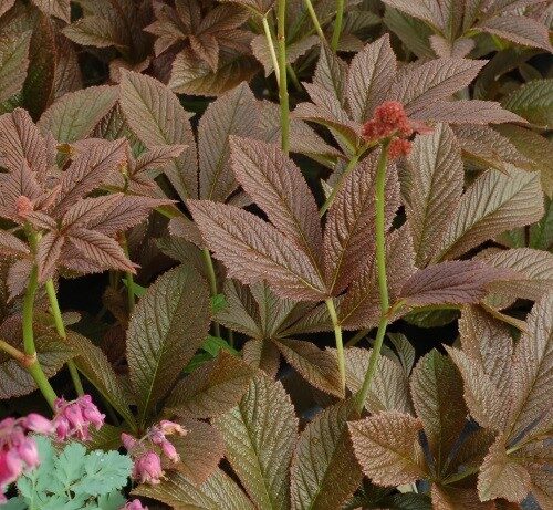 Alternative view of Rodgersia podophylla ‘Bronze Peacock’