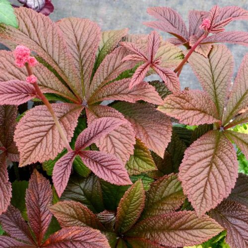 Rodgersia podophylla ‘Bronze Peacock’