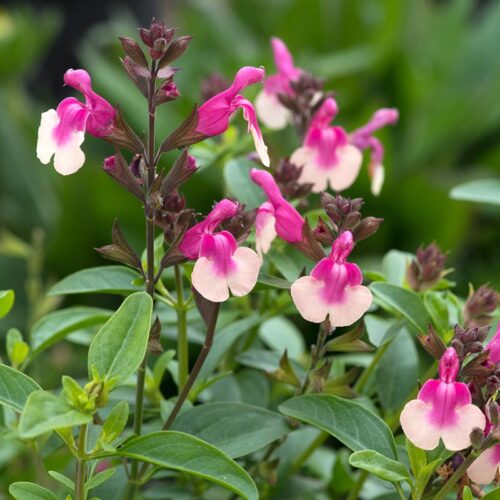 Salvia 'Rose Bicolour Mirage'