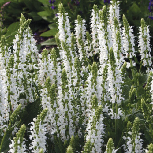Salvia nemorosa ‘Snow Hills’