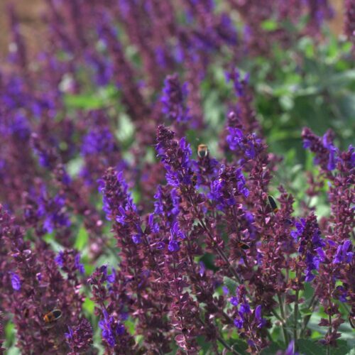 Salvia nemorosa ‘Viola Klose’