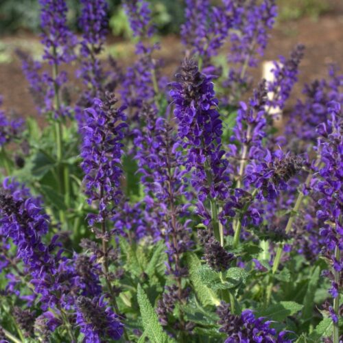 Alternative view of Salvia nemorosa ‘Viola Klose’