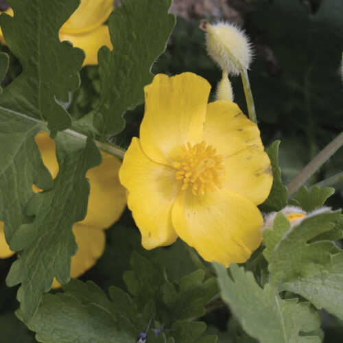 Alternative view of Stylophorum diphyllum