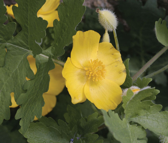 Stylophorum diphyllum - Image 2