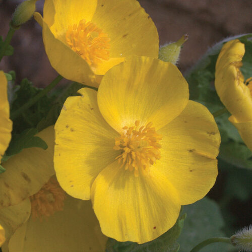 Stylophorum diphyllum