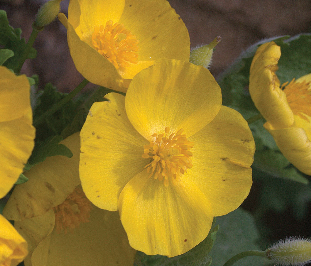 Stylophorum diphyllum