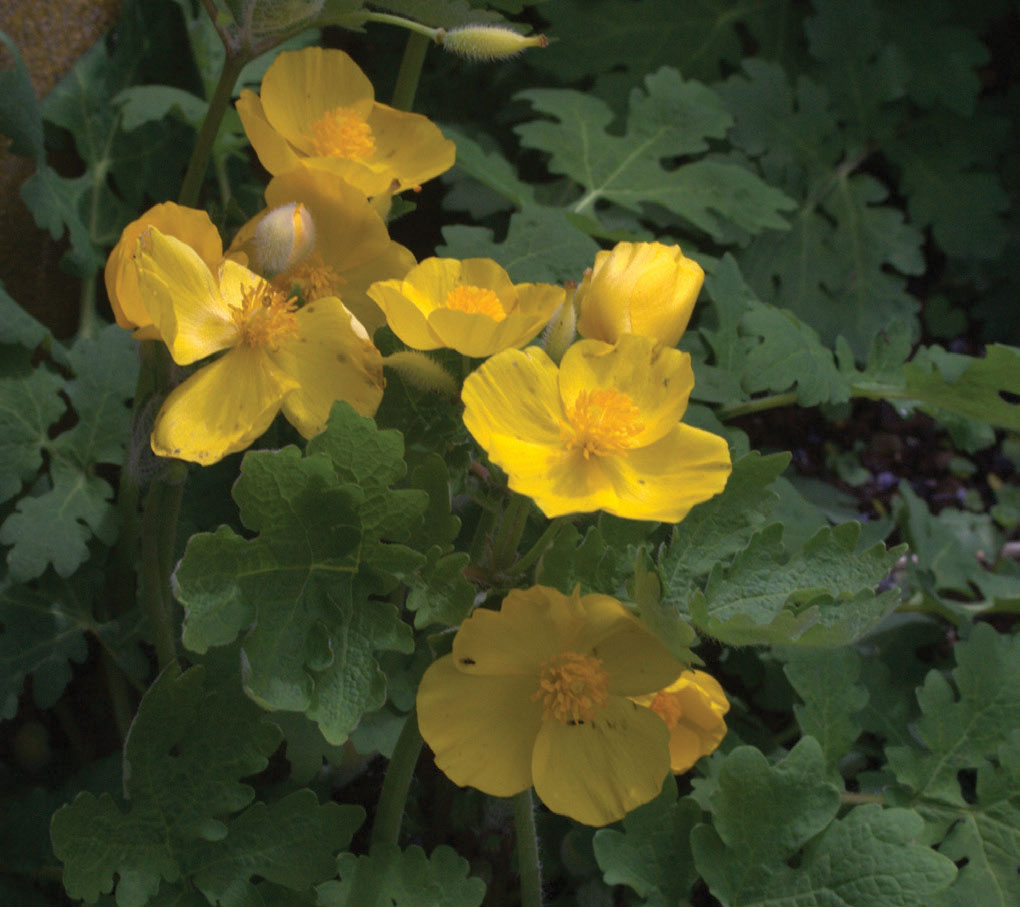 Stylophorum diphyllum - Image 3