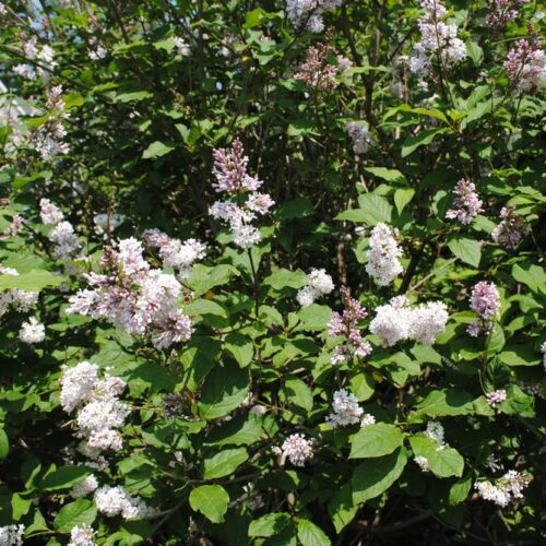 Syringa villosa