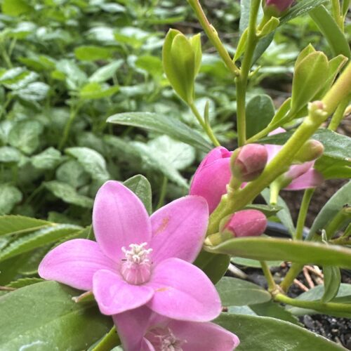 Crowea ‘Poorinda Ecstasy’