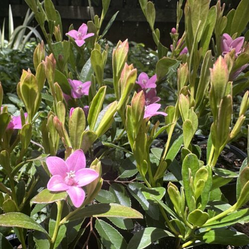 Alternative view of Crowea ‘Poorinda Ecstasy’