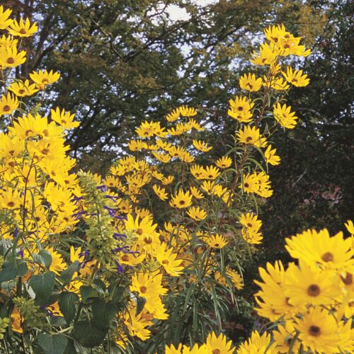 Helianthus angustifolius