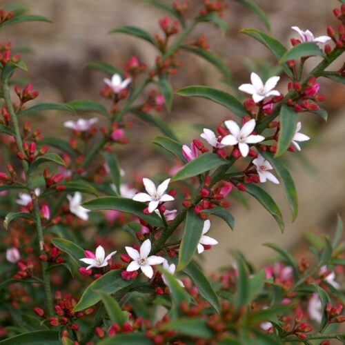 Philotheca myoperoides ‘Ruby Cascade’