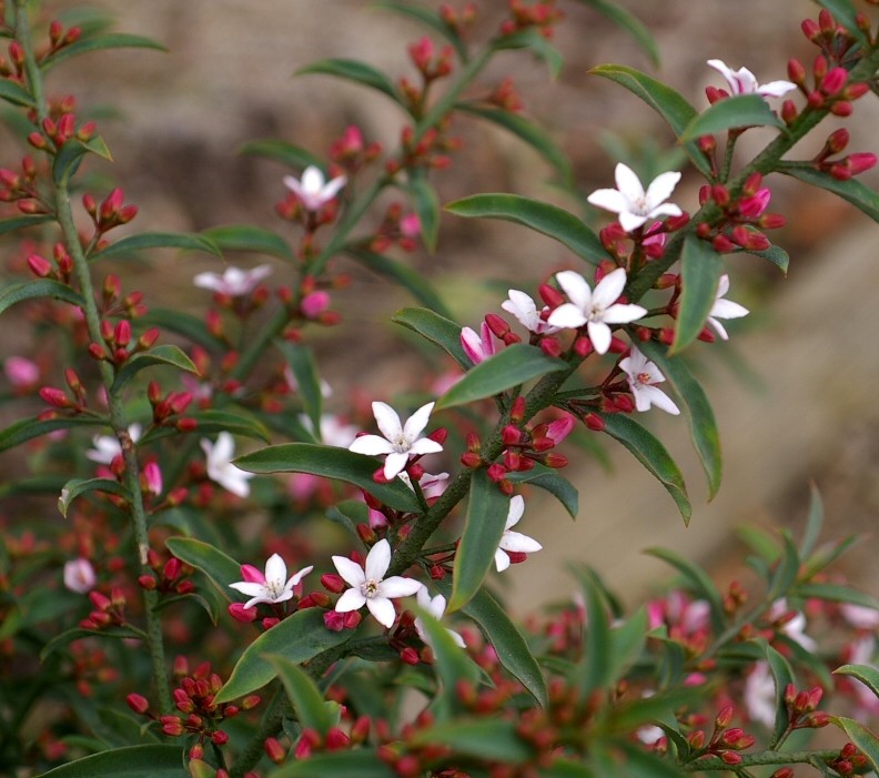 Philotheca myoperoides ‘Ruby Cascade’