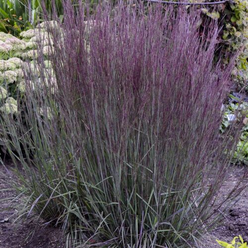 Schizachyrium scoparium 'Blue Paradise'
