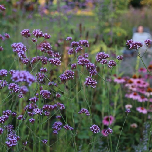 Verbena bonariensis