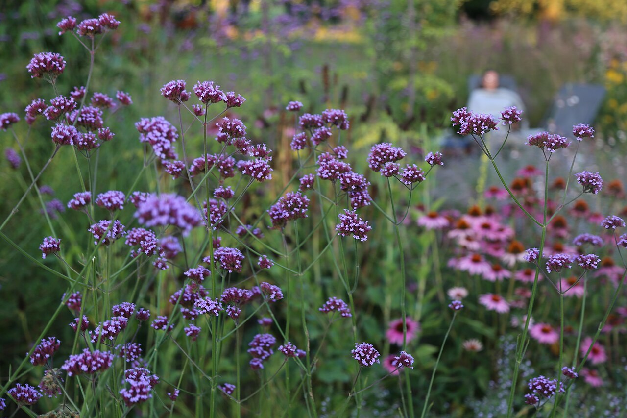 Verbena bonariensis