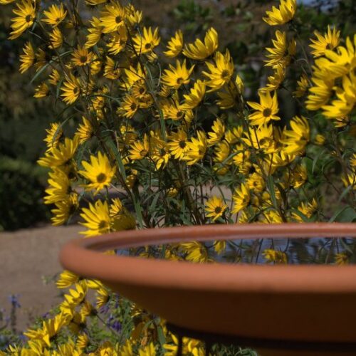 Alternative view of Helianthus angustifolius