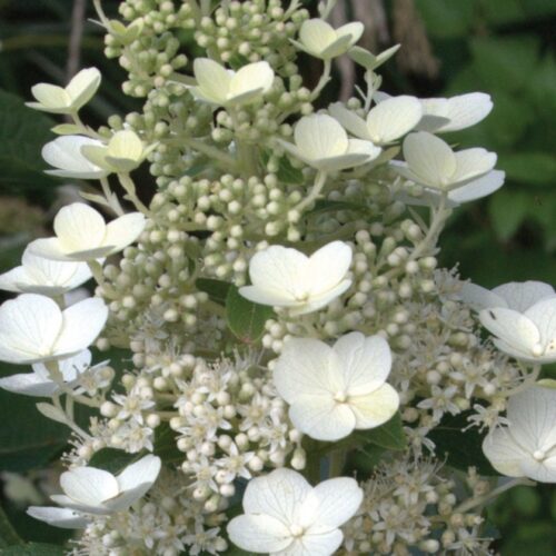Hydrangea paniculata ‘Greenspire’