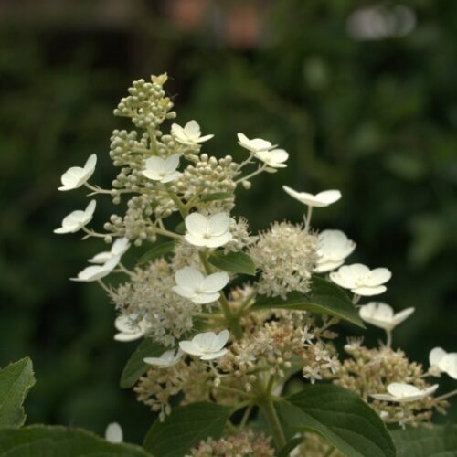 Alternative view of Hydrangea paniculata ‘Greenspire’