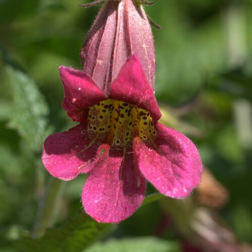 Alternative view of Rehmannia elata